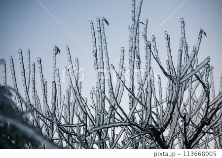 Icing in the world of branch with long green needles covered with a thin layer of ice on a winter 113668005