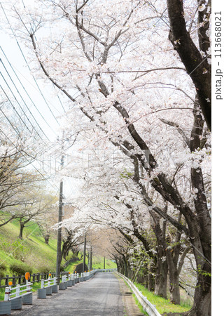 桜並木が続く道 113668021
