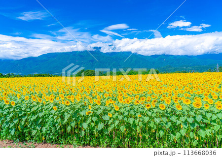【夏素材】明野のひまわり畑と青空【山梨県】 【夏素材】明野のひまわり畑と青空【山梨県】 113668036