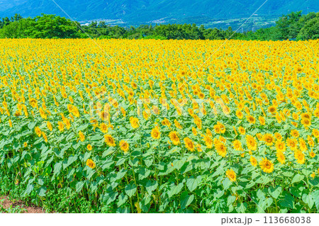 【夏素材】明野のひまわり畑と青空【山梨県】 【夏素材】明野のひまわり畑と青空【山梨県】 113668038