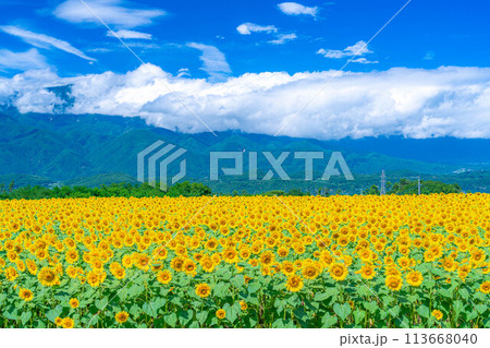 【夏素材】明野のひまわり畑と青空【山梨県】 【夏素材】明野のひまわり畑と青空【山梨県】 113668040