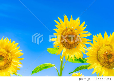 【夏素材】明野のひまわり畑と青空【山梨県】 【夏素材】明野のひまわり畑と青空【山梨県】 113668064