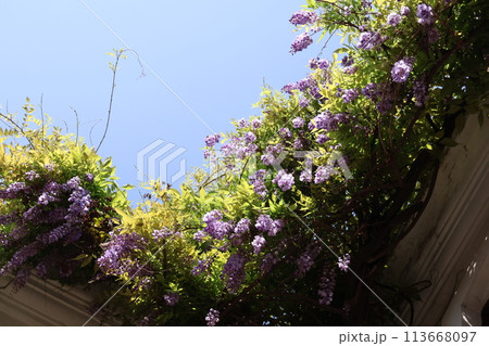 紫の花びらの藤の花と青空を見上げた風景 紫の花びらの藤の花と青空を見上げた風景 113668097