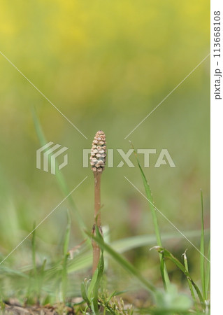 つくしと菜の花畑 113668108