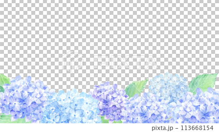 水彩で描いたアジサイの背景 水彩で描いたアジサイの背景 113668154