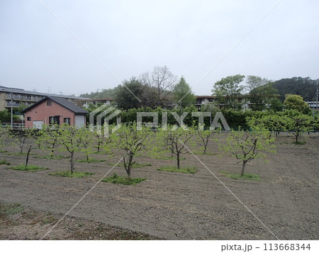 里山 里山 113668344