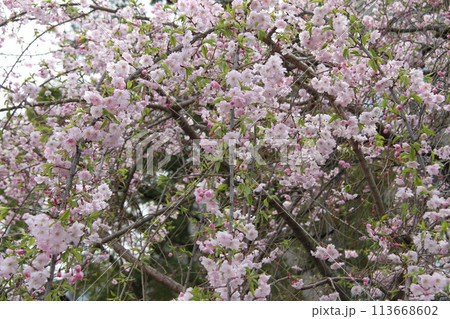 浪速の春　サクラ満開の大阪桜宮の風景 113668602