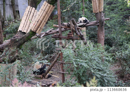 遊具の上で眠る子供のパンダと竹を食べる後ろ姿のパンダがいる成都ジャイアントパンダ繁育研究基地の風景 遊具の上で眠る子供のパンダと竹を食べる後ろ姿のパンダがいる成都ジャイアントパンダ繁育研究基地の風景 113668636