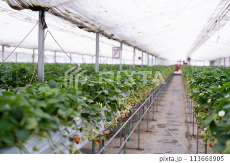 いちごを栽培するビニールハウス 113668905