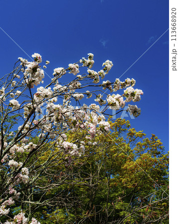 青空に咲く八重桜 青空に咲く八重桜 113668920