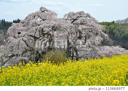 日本三大桜　天然記念物「三春の滝桜」 113668977