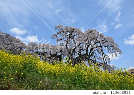 日本三大桜　天然記念物「三春の滝桜」 113668981