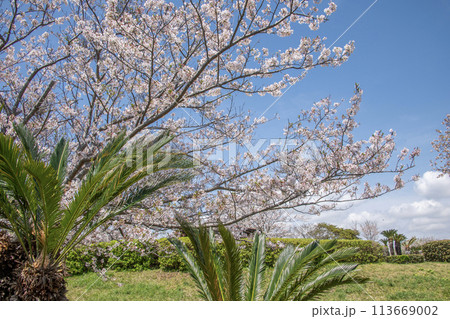 大崎公園　桜　神奈川県逗子市小坪　春 113669002