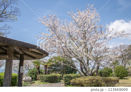 大崎公園　桜　神奈川県逗子市小坪　春 113669009
