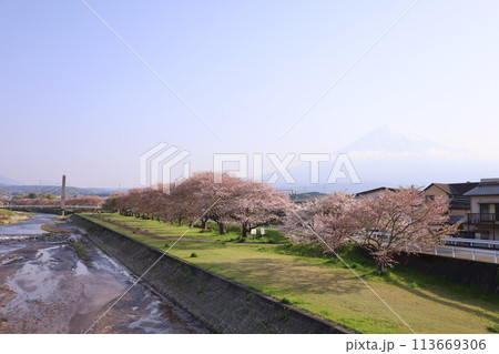 潤井川の桜並木と霞富士の春の風景 113669306