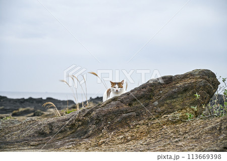 海岸に住む野生の猫 海岸に住む野生の猫 113669398