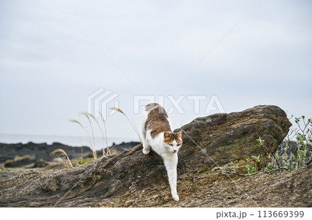 海岸に住む野生の猫 海岸に住む野生の猫 113669399