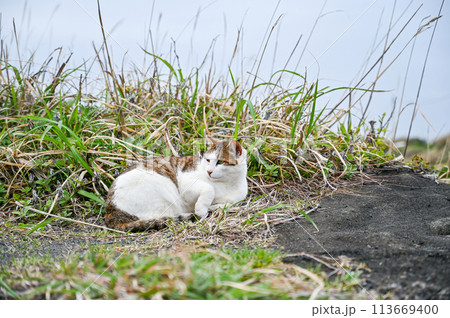 海岸に住む野生の猫 海岸に住む野生の猫 113669400