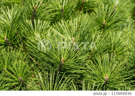 緑色の松葉　クローズアップ 113669836