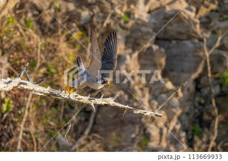 断崖絶壁の枯れ木から飛び出すハヤブサの飛翔シーン 113669933