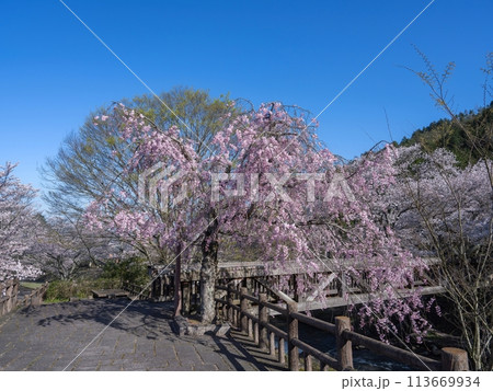青空バックに見る満開の枝垂れ桜と新緑の若葉のコラボ情景 113669934