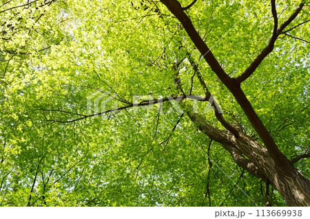 落葉高木　イヌシデの春の芽吹き　新緑 113669938