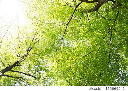 落葉高木　イヌシデの春の芽吹き　新緑 113669941