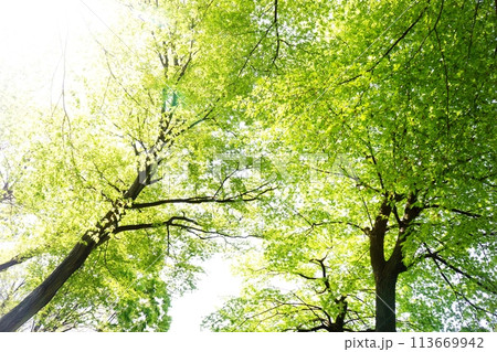 落葉高木　イヌシデの春の芽吹き　新緑 113669942