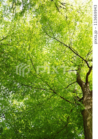 落葉高木　イヌシデの春の芽吹き　新緑 113669943