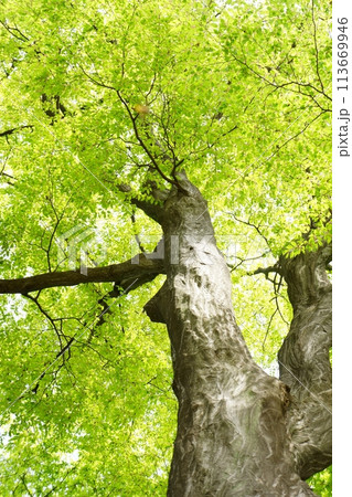 落葉高木 イヌシデの春の芽吹き 新緑 落葉高木 イヌシデの春の芽吹き 新緑 113669946