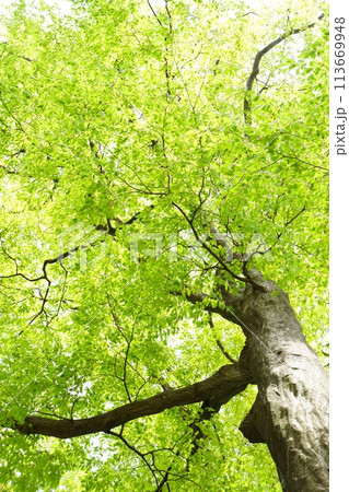 落葉高木 イヌシデの春の芽吹き 新緑 落葉高木 イヌシデの春の芽吹き 新緑 113669948