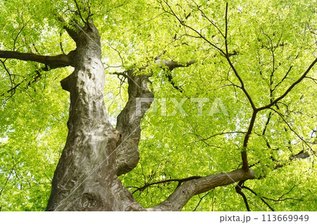 落葉高木　イヌシデの春の芽吹き　新緑 113669949