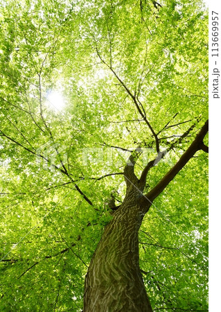 落葉高木　イヌシデの春の芽吹き　新緑 113669957
