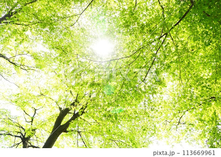 落葉高木 イヌシデの春の芽吹き 新緑 落葉高木 イヌシデの春の芽吹き 新緑 113669961