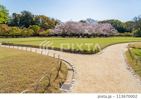 岡山県　春の岡山後楽園の園内の桜と散策路 113670002