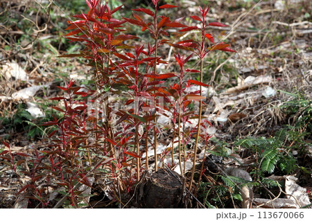 切り株から出たひこばえ（萌芽更新） 113670066