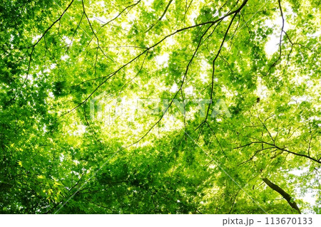 春の芽吹き 新緑 春の芽吹き 新緑 113670133