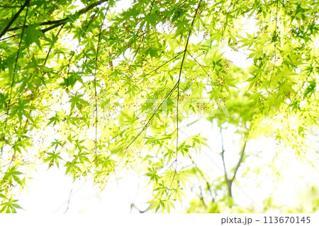 春の芽吹き　新緑 113670145