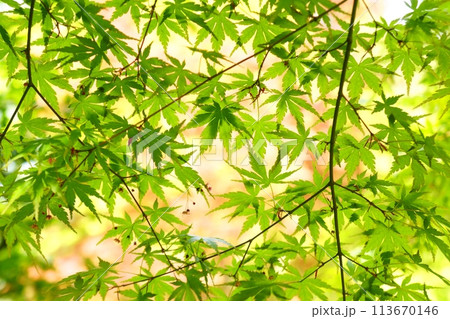 春の芽吹き　新緑 113670146