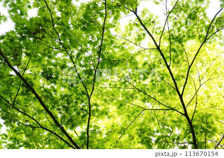 春の芽吹き　新緑 113670154