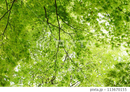 春の芽吹き　新緑 113670155
