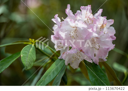 上津江シャクナゲ園に満開に咲く花の風景 上津江シャクナゲ園に満開に咲く花の風景 113670422