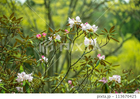上津江シャクナゲ園に満開に咲く花の風景 上津江シャクナゲ園に満開に咲く花の風景 113670425