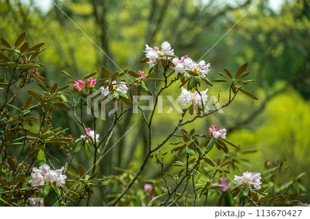上津江シャクナゲ園に満開に咲く花の風景 上津江シャクナゲ園に満開に咲く花の風景 113670427