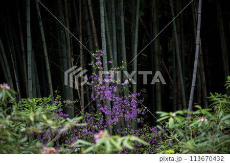 上津江シャクナゲ園に満開に咲く花の風景 113670432