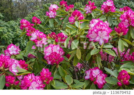 上津江シャクナゲ園に満開に咲く花の風景 上津江シャクナゲ園に満開に咲く花の風景 113670452