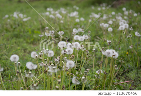 上津江シャクナゲ園に満開に咲く花の風景 上津江シャクナゲ園に満開に咲く花の風景 113670456