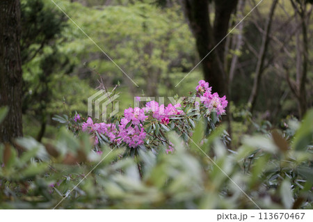 上津江シャクナゲ園に満開に咲く花の風景 113670467