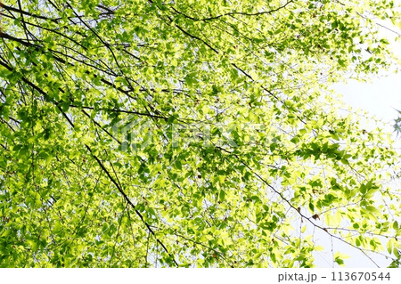 春の芽吹き 新緑 春の芽吹き 新緑 113670544