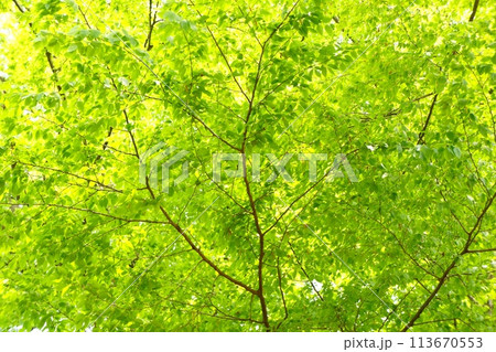 春の芽吹き 新緑 春の芽吹き 新緑 113670553
